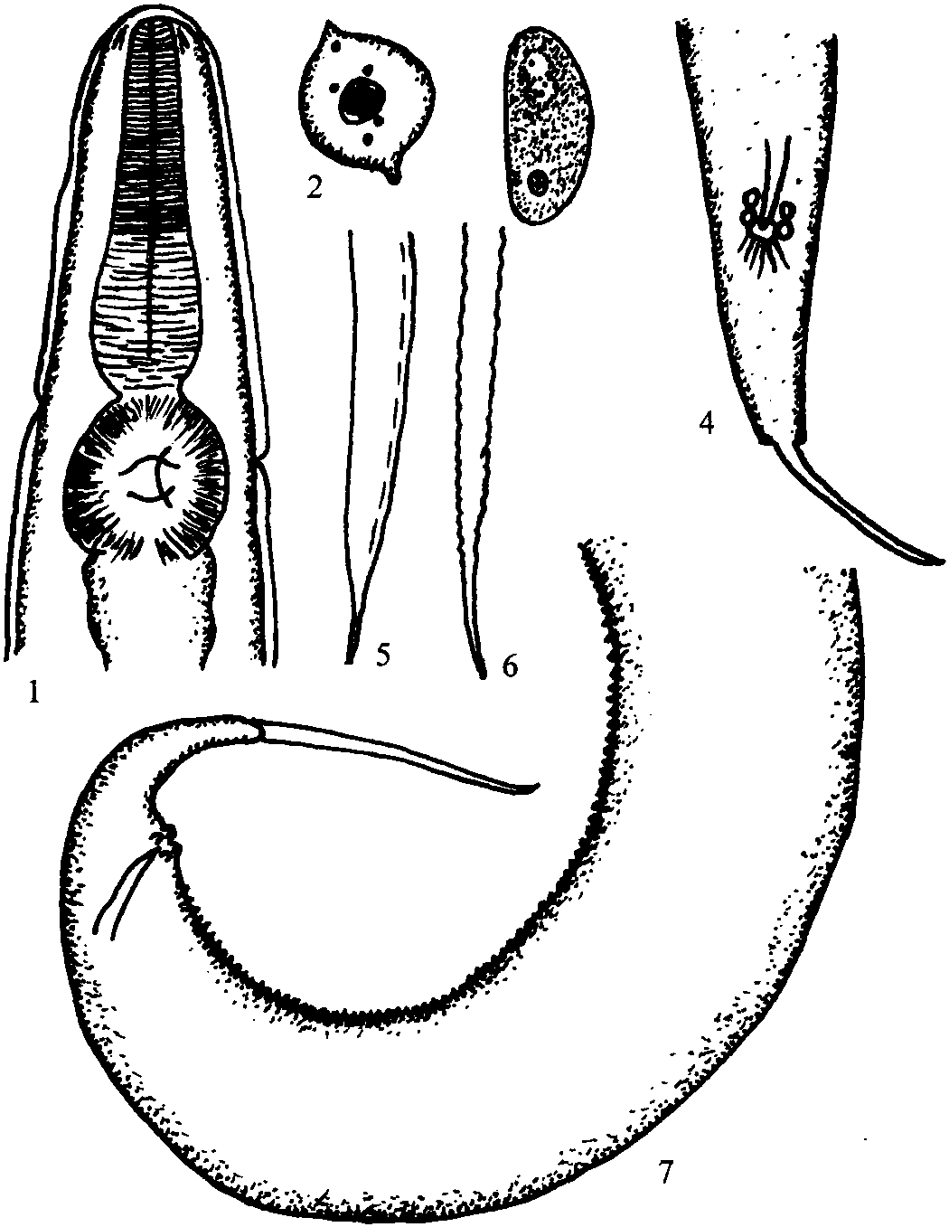 無環(huán)栓尾線蟲